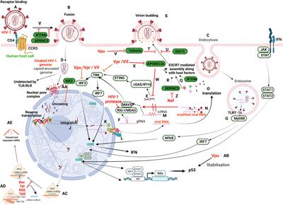 Dodging the Host Interferon-Stimulated Gene Mediated Innate Immunity by HIV-1: A Brief Update on Intrinsic Mechanisms and Counter-Mechanisms